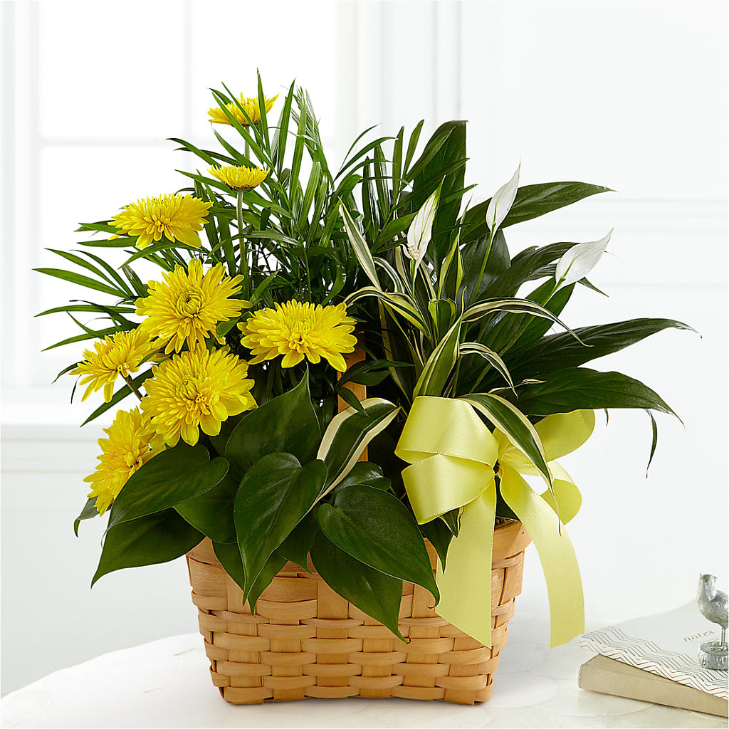 Loving Light Dishgarden – MOM'S FLOWERS, Springfield OH