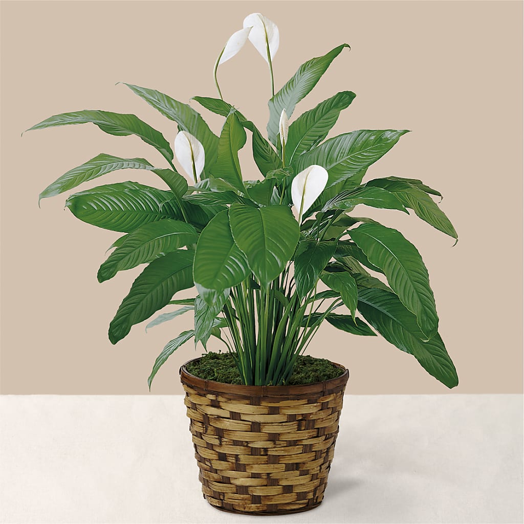 Tranquil Moments Peace Lily Plant – MOM'S FLOWERS, Springfield OH