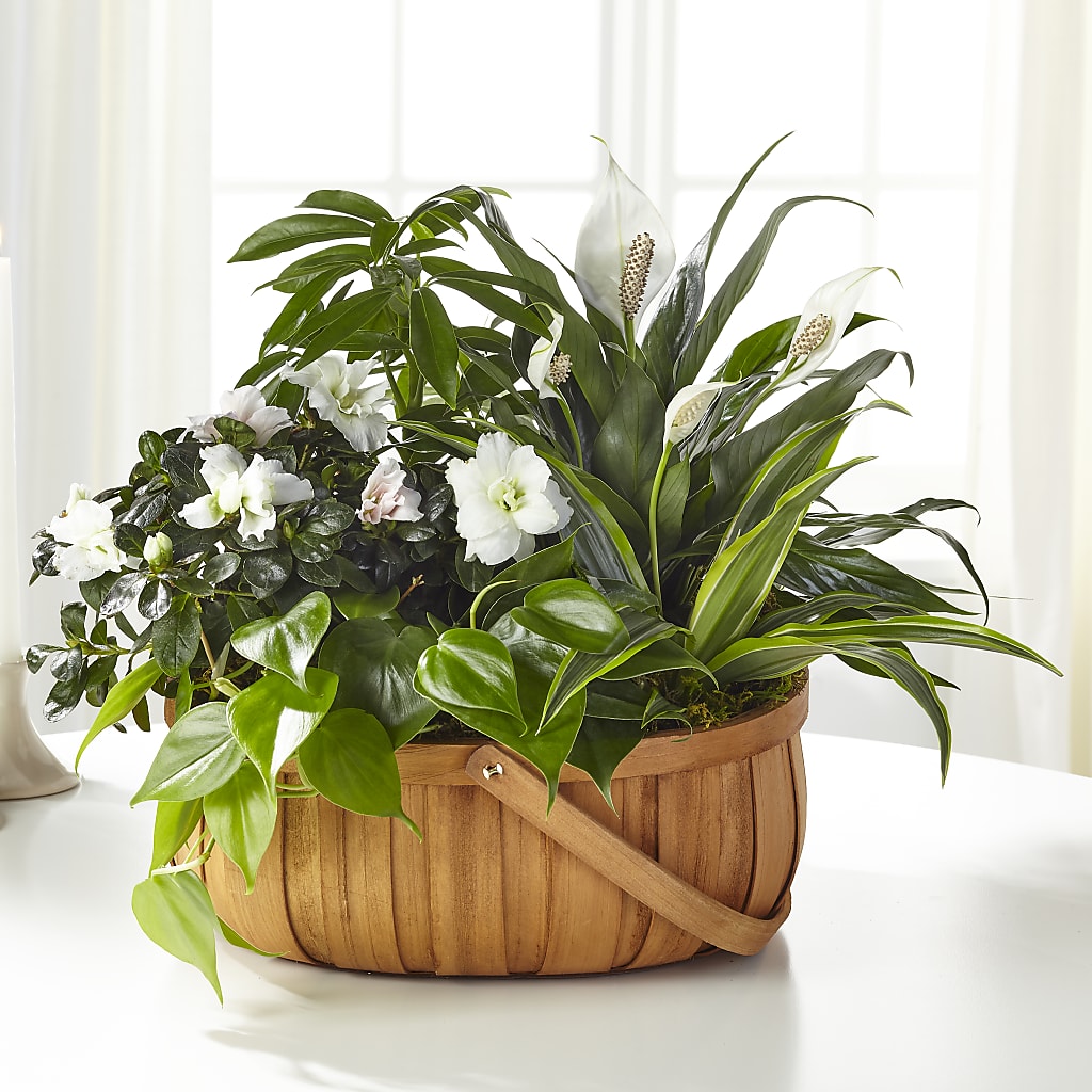 Serene Dishgarden – MOM'S FLOWERS, Springfield OH