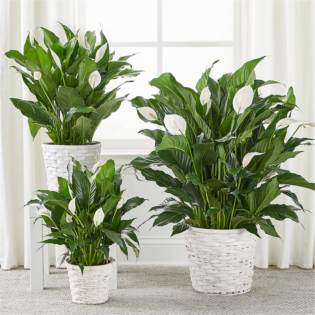 A New Leaf Peace Lily – MOM'S FLOWERS, Springfield OH