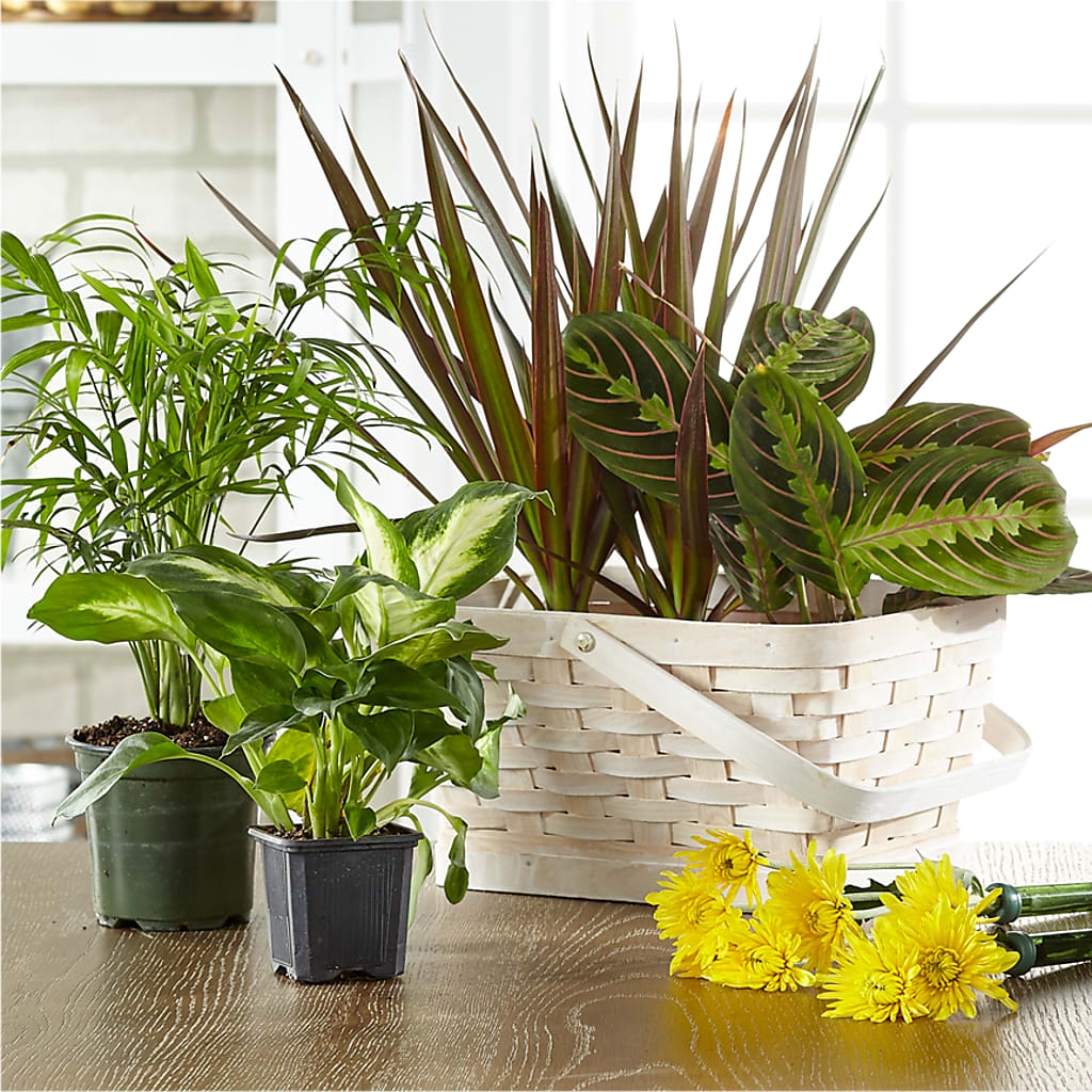 Florist Designed Blooming and Green Plants in a Basket – MOM'S FLOWERS, Springfield OH