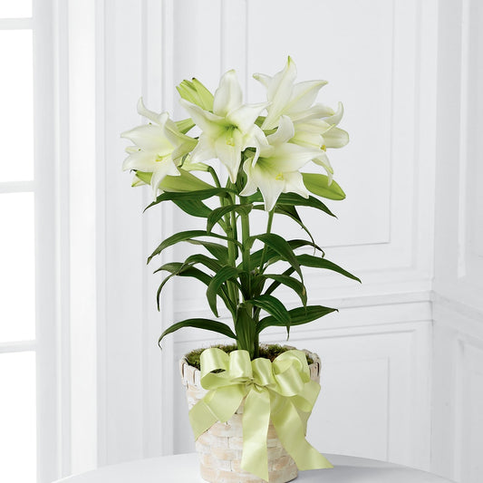 Easter Lily Plant – MOM'S FLOWERS, Springfield OH