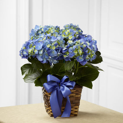 Blue Hydrangea Planter – MOM'S FLOWERS, Springfield OH