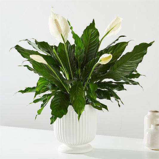 Comfort Planter – MOM'S FLOWERS, Springfield OH