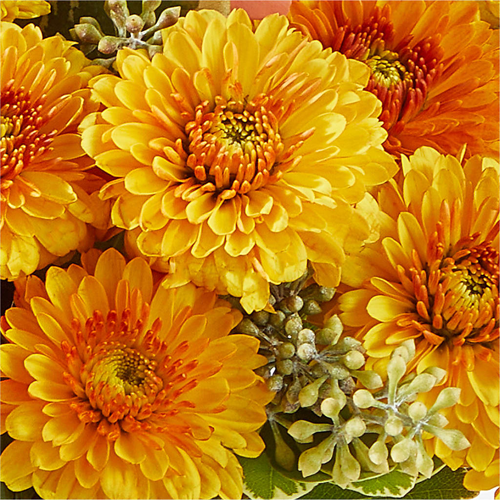 Peachy Pumpkin – MOM'S FLOWERS, Springfield OH