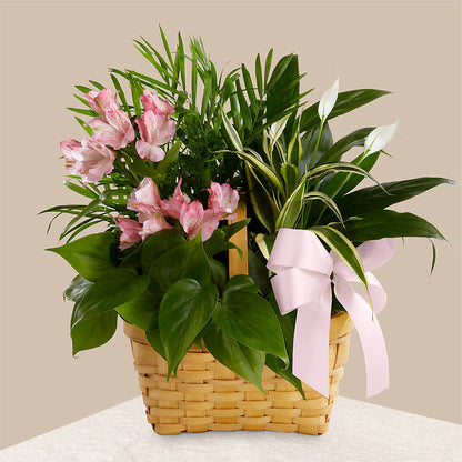 Living Spirit Dishgarden – MOM'S FLOWERS, Springfield OH