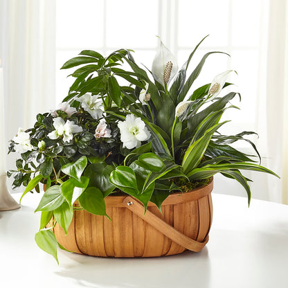 Serene Dishgarden – MOM'S FLOWERS, Springfield OH